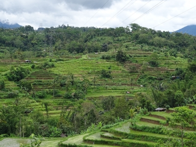 Rice Terrace